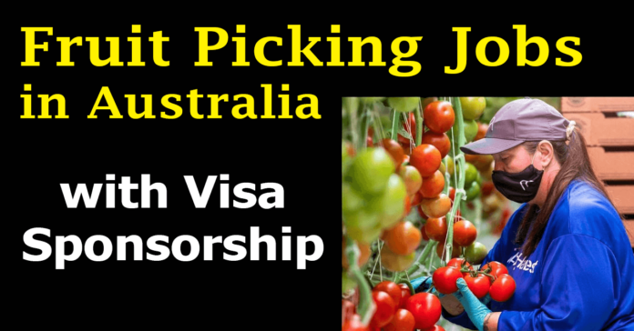 Fruit and Potato Picking jobs in Australia